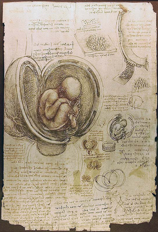 Studies of Embryos